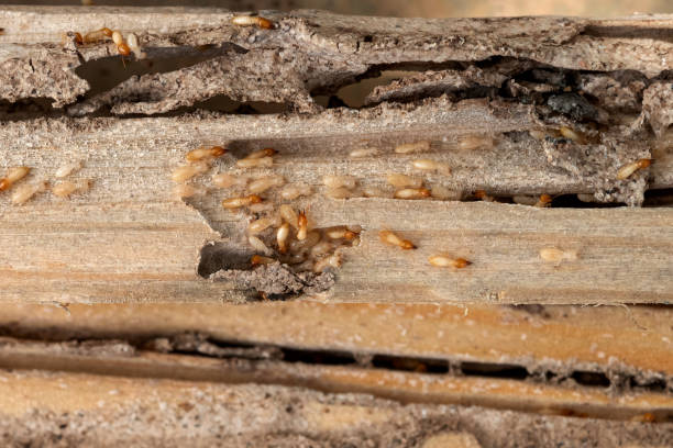 Best Cockroach Control Services  in Delta, OH