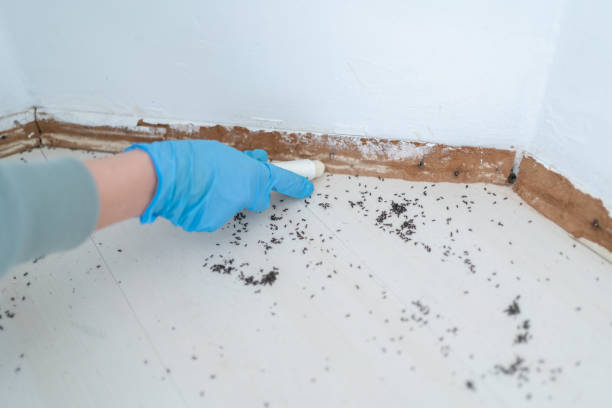 Best Local Pest Control Services  in Delta, OH